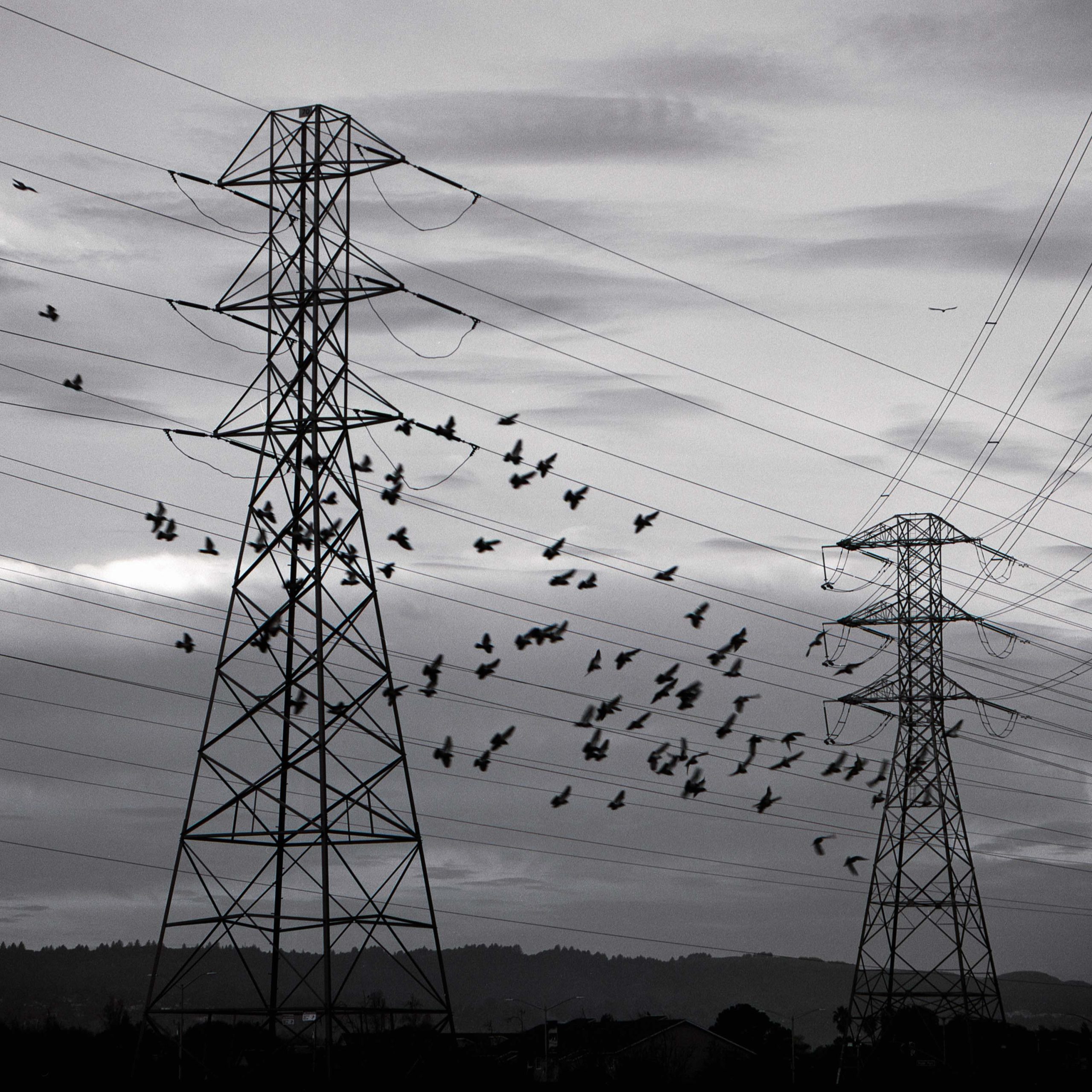 Birds flying near pylons in San Francisco