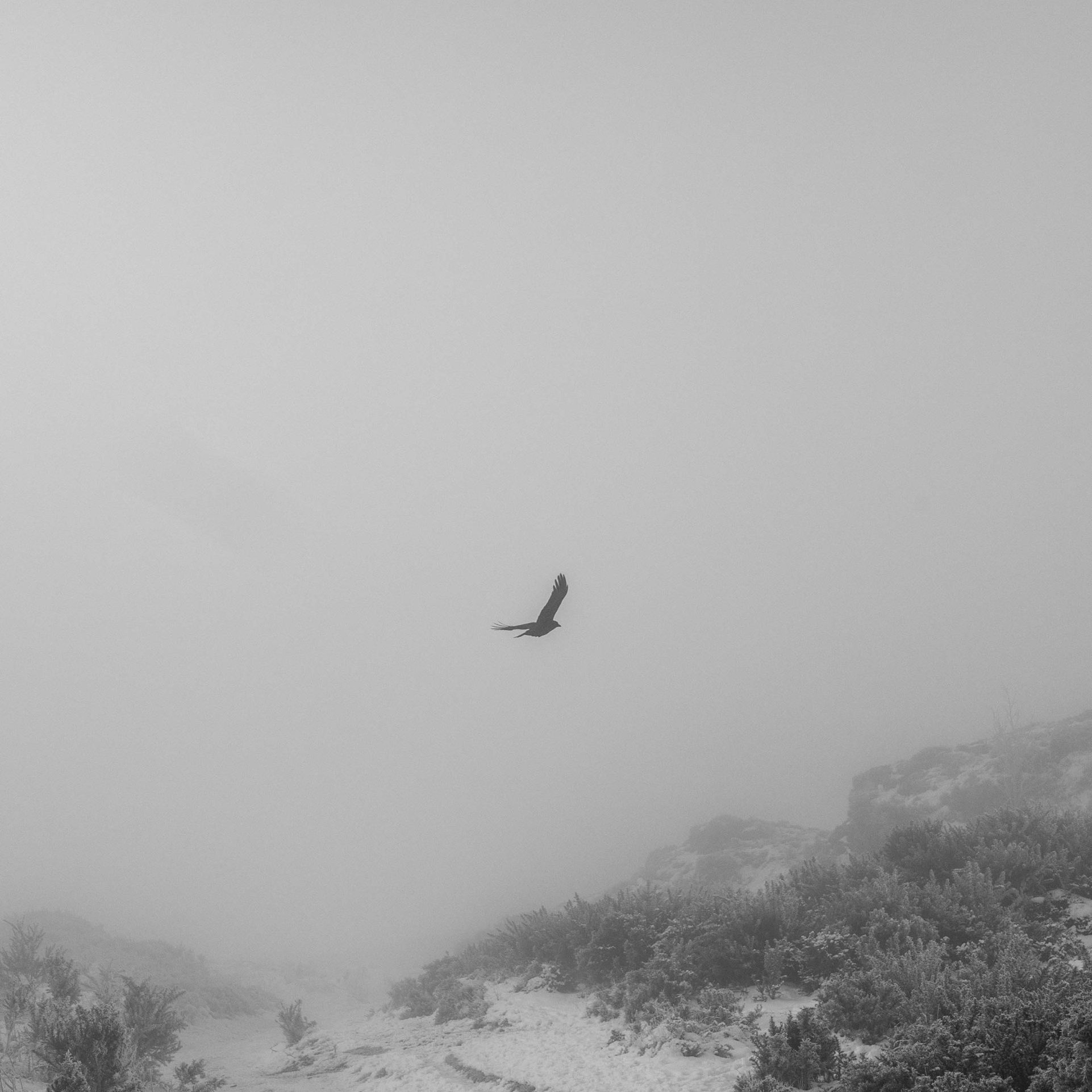 A bird midflight above baslow edge in heavy frost