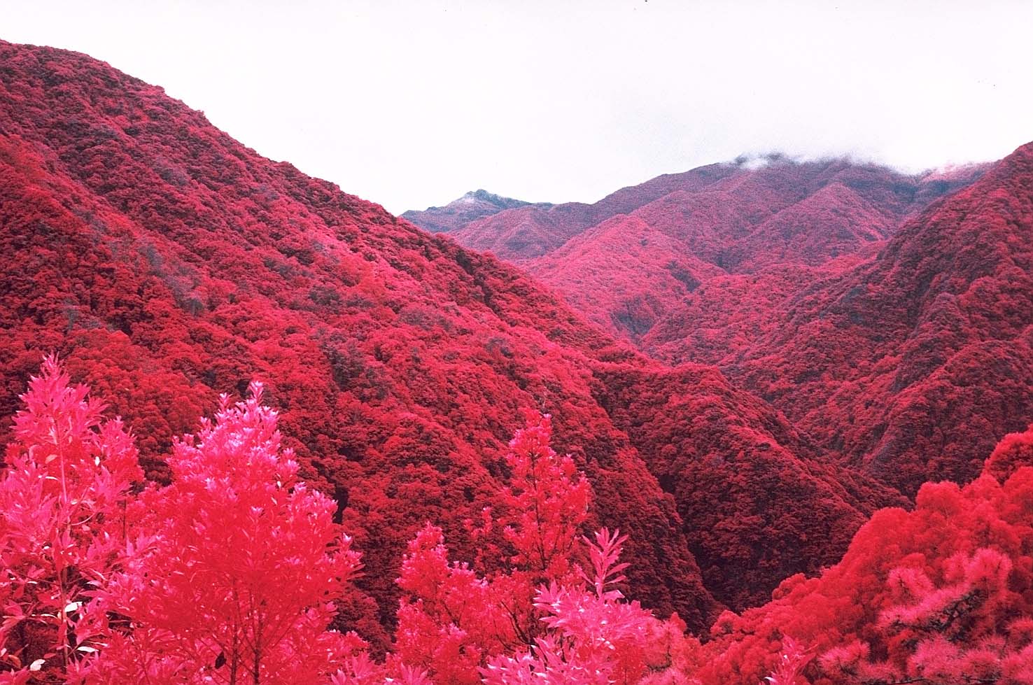 Ribeira da Janela Valley taken on Infrared film stock