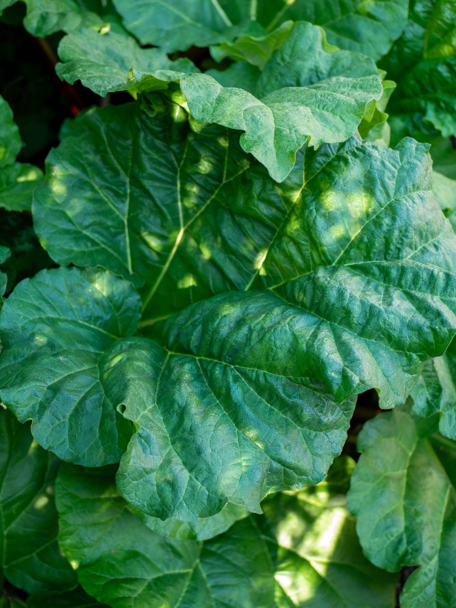 A close up of shadows on large leaves
